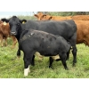 Image 6 : Marcinek Cattle Company - 780# October Delivery Steer Calves - 50 Head (Condor, AB)