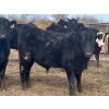 Image 7 : Hawk Ranching - 880# March Delivery Steers - 72 Head (Parkland, AB)