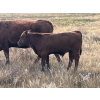 Image 4 : Crisp Ranches - 450# November Delivery Steer Calves - 110 Head (Veteran, AB)