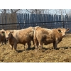 Image 5 : Winn Man Farms - 710# April Delivery Steers - 50 Head (Winnipegosis, MB)