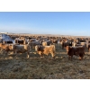 Image 3 : Cunningham Cattle Co. - 850# February Delivery Steers - 290 Head (Sundre, AB)