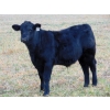 Image 5 : Leon Torkelson - 840# February Weaned Steers - 75 Head (Millicent, AB)
