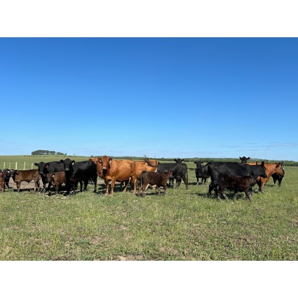 Northwest Cattle Company - 450# September Delivery Steer Calves - 220 Head (Woking, AB)