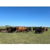 Image 1 : Northwest Cattle Company - 450# September Delivery Steer Calves - 220 Head (Woking, AB)