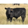 Image 2 : Rommens Farm Ltd. - 575# October Delivery Steer Calves - 65 Head (Brooks, AB)