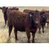 Image 8 : Rafter NZ Ranch - 22 Red X March/April Calving Bred Heifers (Pincher Creek, AB)