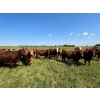 Image 2 : Tony Groenewoud - 1100# September Delivery Grass Steers - 168 Head (Turtleford, SK)