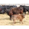 Image 3 : South Ridge Simmentals - 12 Black 1st & 2nd Calf Pairs (Monarch, AB)
