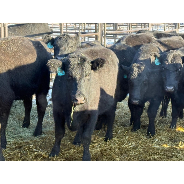 Lazy J Cattle Co. - 9 Second Calvers (Pen 445A)