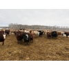 Image 4 : Rice Farms - 965# Dec/Jan Delivery Weaned Steers - 62 Head (Lacombe, AB)