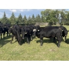 Image 4 : Carlyle Cattle Company - 1000# September Grass Steers - 48 Head (Blackfalds, AB)