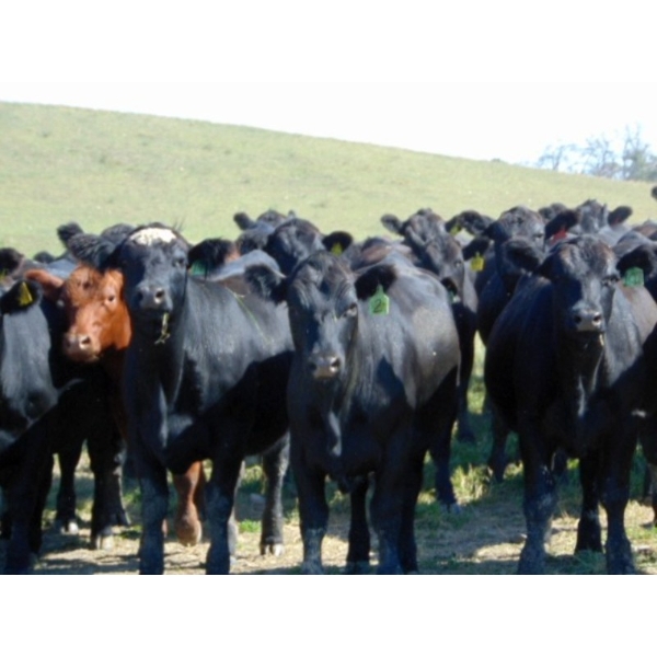 Rafter C Cattle Co. - 875# September Delivery Grass Heifers - 55 Head (Lafleche, SK)