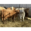 Image 7 : Rusty Ridge Cattle Co. Ltd. - 850# January Weaned Heifers - 69 Head (Bowden, AB)