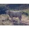 Image 14 : Lazy J Cattle Co. - 840# February Weaned Steers - 120 Head (Crossfield, AB)