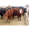 Image 8 : Little Rainbow Ranch - 690# March Delivery Steers - 176 Head (Moosomin, SK)