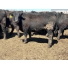 Image 3 : Birch Island Land & Cattle - 1050# May Delivery Steers - 228 Head (Rhein, SK)