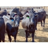 Image 3 : PSV Farms Ltd. - 875# June/July Delivery Heifers - 71 Head (Enchant, AB)