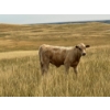 Image 9 : Douglass Cattle Co. - 570# November Delivery Steer Calves - 85 Head (Finnegan, AB)