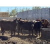 Image 3 : Dun Rite Stock & Stables - 1050# September Delivery Open Heifers - 60 Head (Bentley, AB)