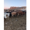 Image 3 : Rice Farms - 950# January Delivery Steers - 125 Head (Lacombe, AB)