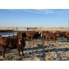 Image 5 : Cattlewood Farms Ltd. - 820# February Delivery Heifers - 76 Head (Vauxhall, AB)