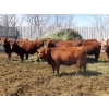 Image 8 : Mebs Ranch - 850# May Delivery Heifers - 36 Head (Broadview, SK) VBP+