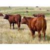 Image 5 : Wilson Grande Coulee Ranch - 650# Sept/Oct Delivery Steer Calves - 52 Head (East Coulee, AB) VBP+
