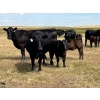 Image 5 : Dar-Lin Ranching - 550# November Delivery Steer Calves - 110 Head (Big Stone, AB)