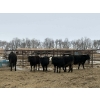 Image 2 : Dalrymple Enterprises - 925# March Delivery Heifers - 65 Head (Elie, MB)