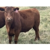 Image 7 : Eric Tarrant - 930# Aug/Sept Delivery Grass Steers - 29 Head (High River, AB)