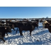 Image 4 : Cloverleaf Cattle Co. - 1250# December Delivery Open Heifers - 350 Head (Elgin, MB)