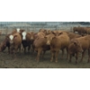 Image 5 : Amber Mountain Farms - 670# July Delivery Heifers - 73 Head (Vauxhall, AB)