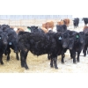 Image 5 : Brock & Garett Thompson - 720# April Delivery Steers - 83 Head (Carnduff, SK) VBP+