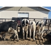 Image 2 : Eagle Creek Colony - 725# August Delivery Holstein Steers - 10 Head (Asquith, SK)