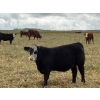 Image 8 : Jones Hereford Ranch - 690# October Delivery Steer Calves - 82 Head (Balzac, AB)