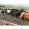 Image 6 : Clint Wilkie - 925# September Delivery Grass Heifers - 68 Head (Big Valley, AB)