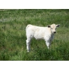 Image 8 : Circus Coulee Cattle - 530# November Delivery Heifer Calves - 100 Head (Dorothy, AB)