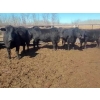 Image 4 : Double X Management - 44 Open Cows/Heiferettes (Langruth, MB)