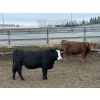 Image 7 : Lesher Lane Enterprises - 1000# November Delivery Heifers - 140 Head (Lacombe, AB)