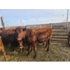 Image 2 : Ribbon Creek Ranch - 6 Red Heifers (Pen 318 - 320) 1105# avg