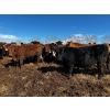 Image 10 : Chris Bartel - 1075# June Delivery Steers - 58 Head (Fort Vermilion, AB)