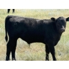 Image 9 : Justin & Kryston Tateson - 750# December Delivery Weaned Steers - 83 Head (Scandia, AB)