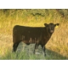 Image 5 : Brad, Kelly & Oliver Deschamps - 430# October Delivery Heifer Calves - 55 Head (Patricia, AB)