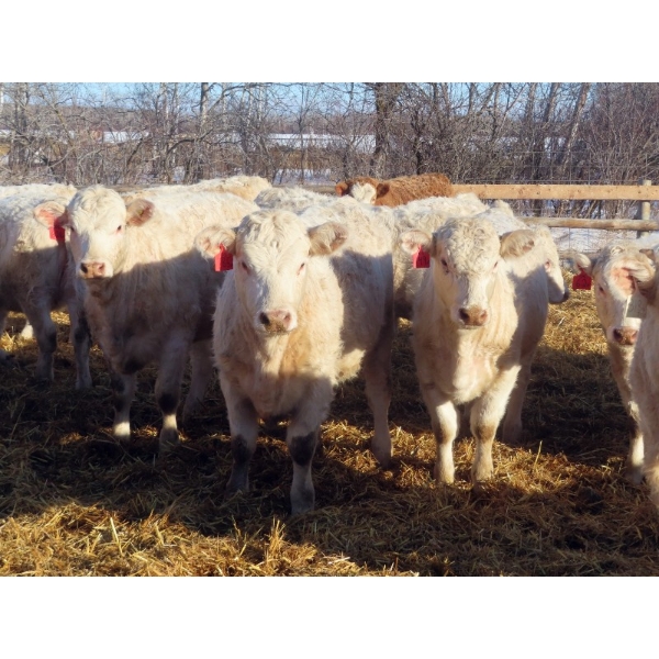 Owen Sellman - 800# February Delivery Heifers - 75 Head (McCreary, MB)