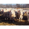 Image 1 : Owen Sellman - 800# February Delivery Heifers - 75 Head (McCreary, MB)