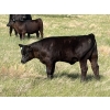 Image 10 : Douglass Bros. Ranching - 580# November Delivery Heifer Calves - 100 Head (Gem, AB)