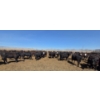 Image 6 : Amber Mountain Farms - 640# May Delivery Heifers - 205 Head (Vauxhall, AB)
