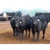 Image 3 : Marsh Ranches Ltd. - 875# October Delivery Grass Heifers - 70 Head (Southey, SK) VBP+
