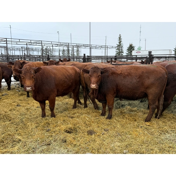 Spruce Ridge Farms - 11 3-4 Year-Old Cows (Pen 441A)
