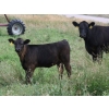 Image 3 : Goldridge Farming Co. - 510# October Delivery Heifer Calves - 100 Head (Turin, AB)